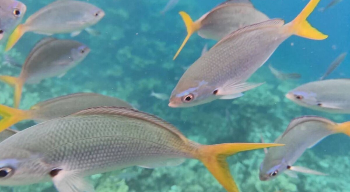 realme GT 7T vízálló