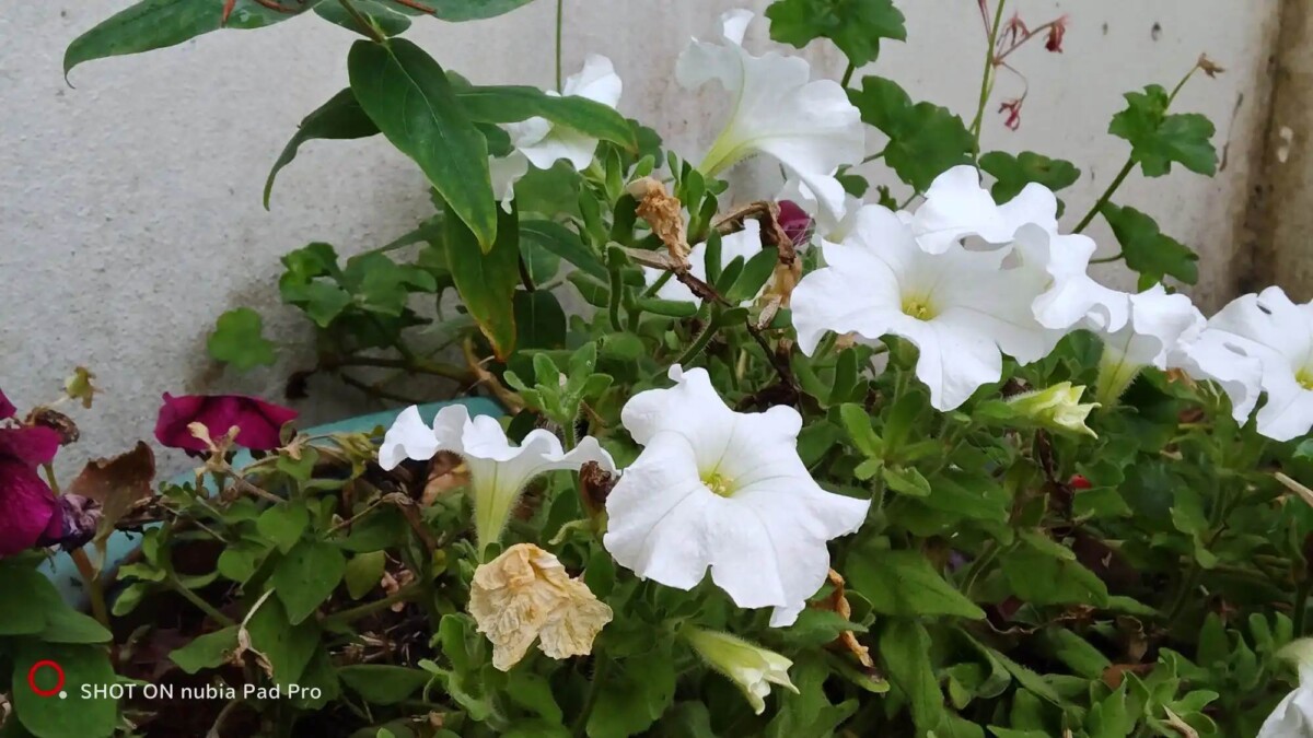 nubia Pad Pro kamera minta