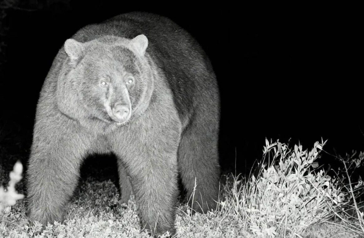 Oukitel WP60 éjjellátó kamera