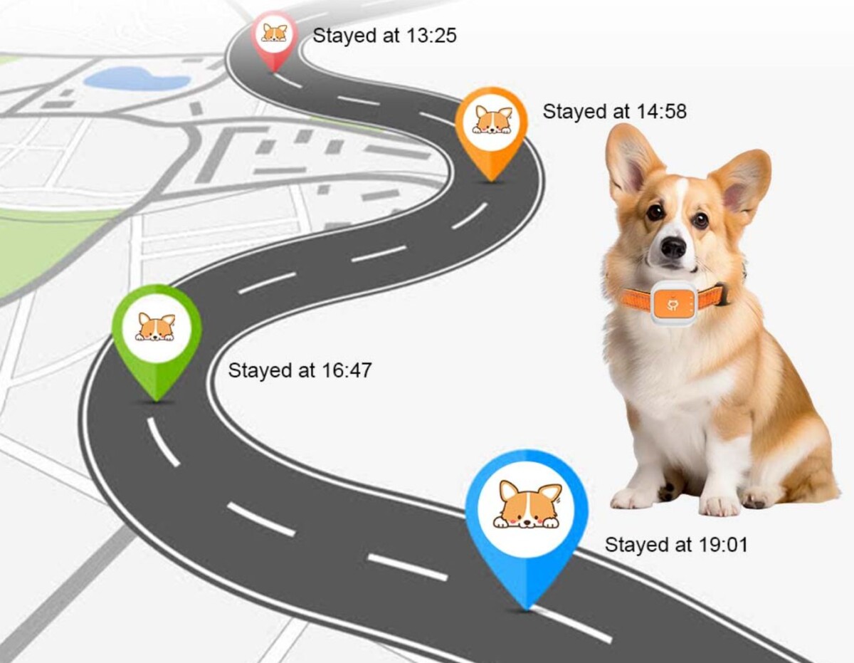 Kutya, macska nyomkövető útvonal