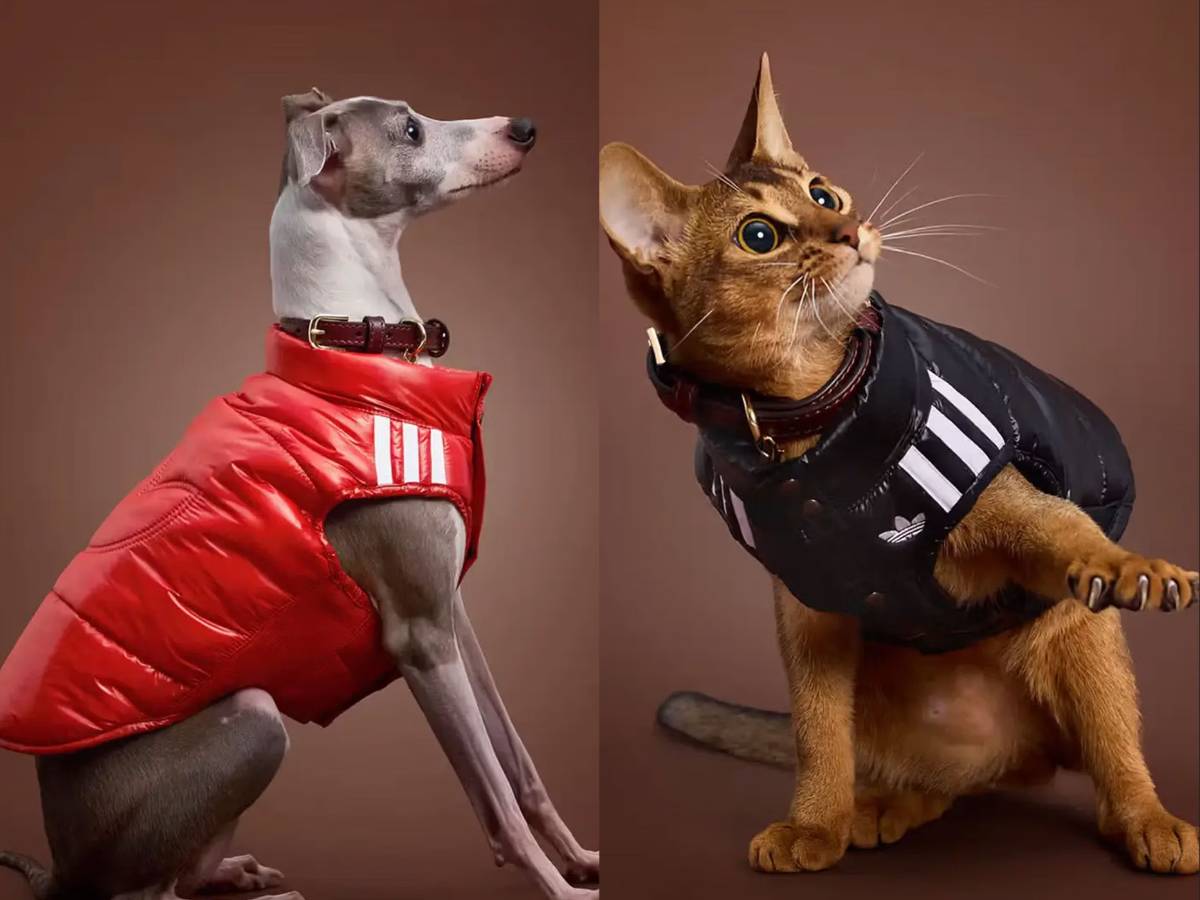 adidas Pet Padded Vest