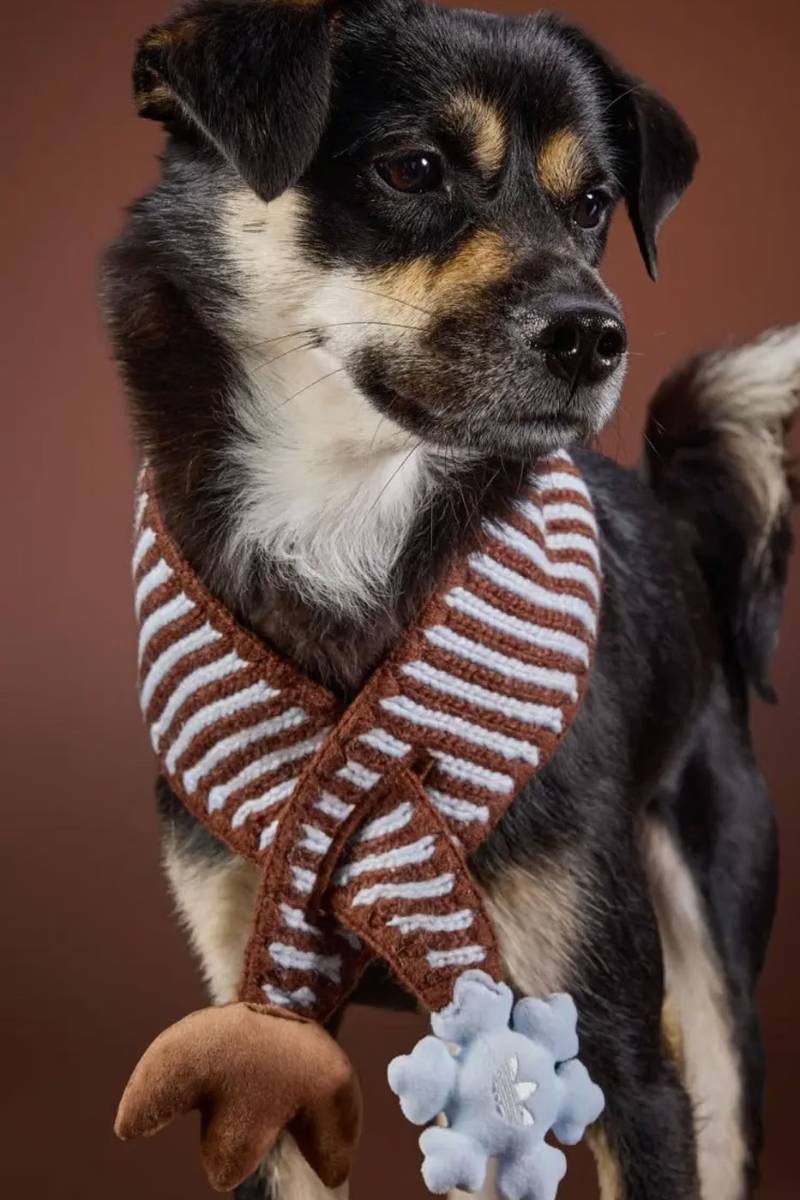 adidas Pet Ski Scarf
